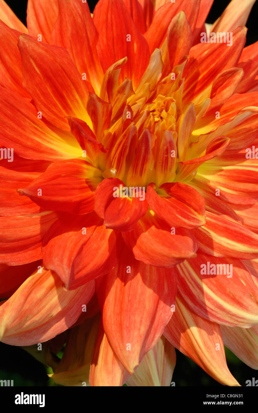 Dahlia "Gladiator", Breeder Gibbs, USA 2004 Stock Photo