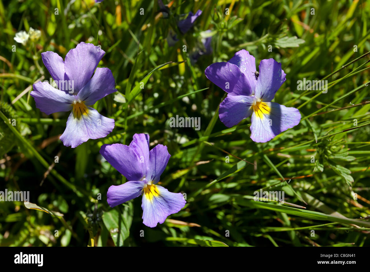Le Saxe-Rifugio Bertone-Lavachey Trek: Violets Stock Photo