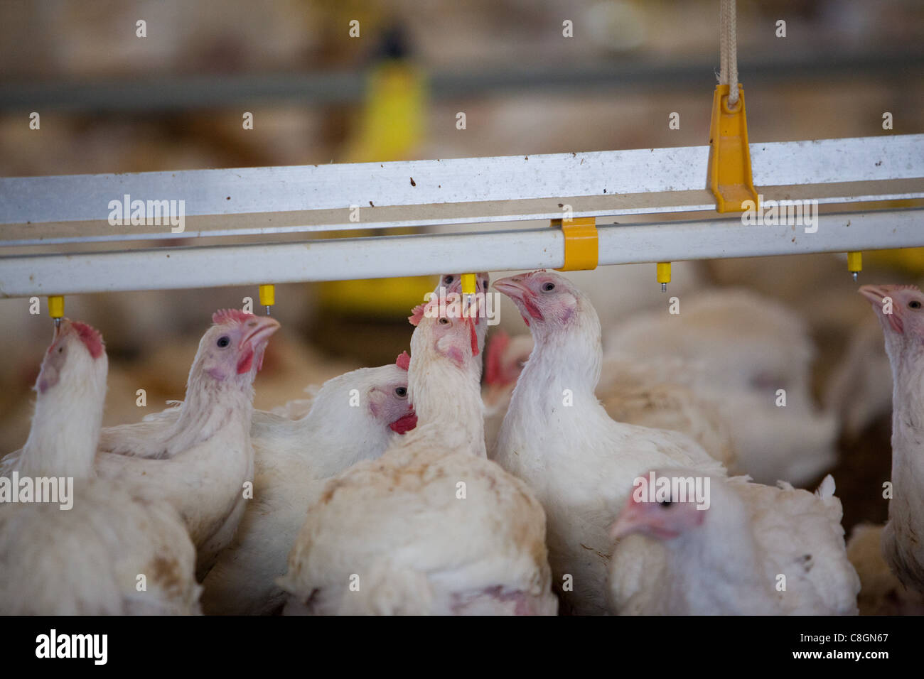 Chickens drinking in barn on Freedom Food certified chicken farm. Somerset. United Kingdom. Stock Photo