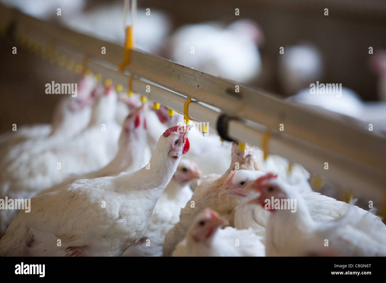Chickens drinking in barn on Freedom Food certified chicken farm. Somerset. United Kingdom. Stock Photo