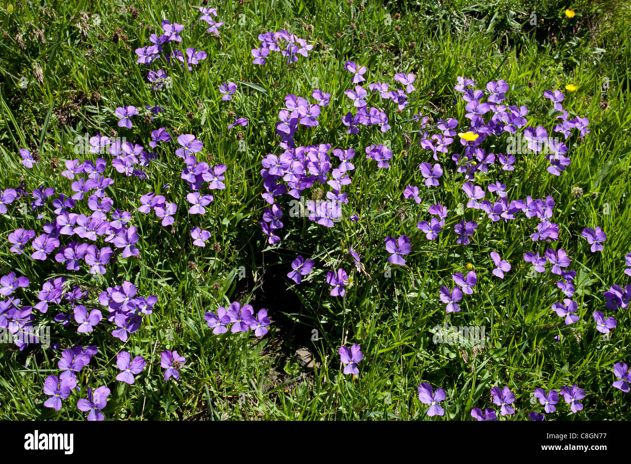 Le Saxe-Rifugio Bertone-Lavachey Trek: Violets Stock Photo