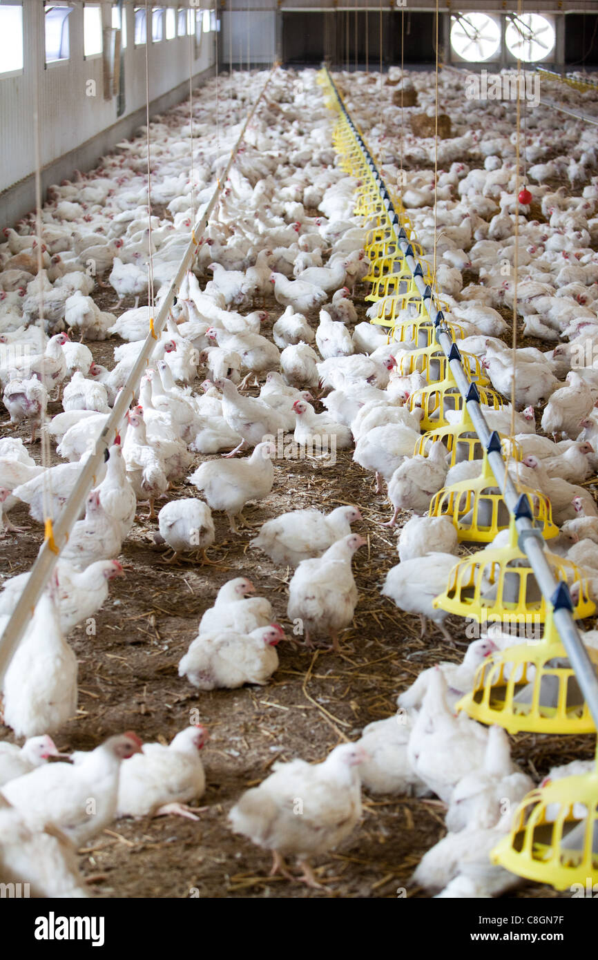 Chicken barn with space to roam. Freedom Food certified chicken farm. Somerset. United Kingdom. Stock Photo