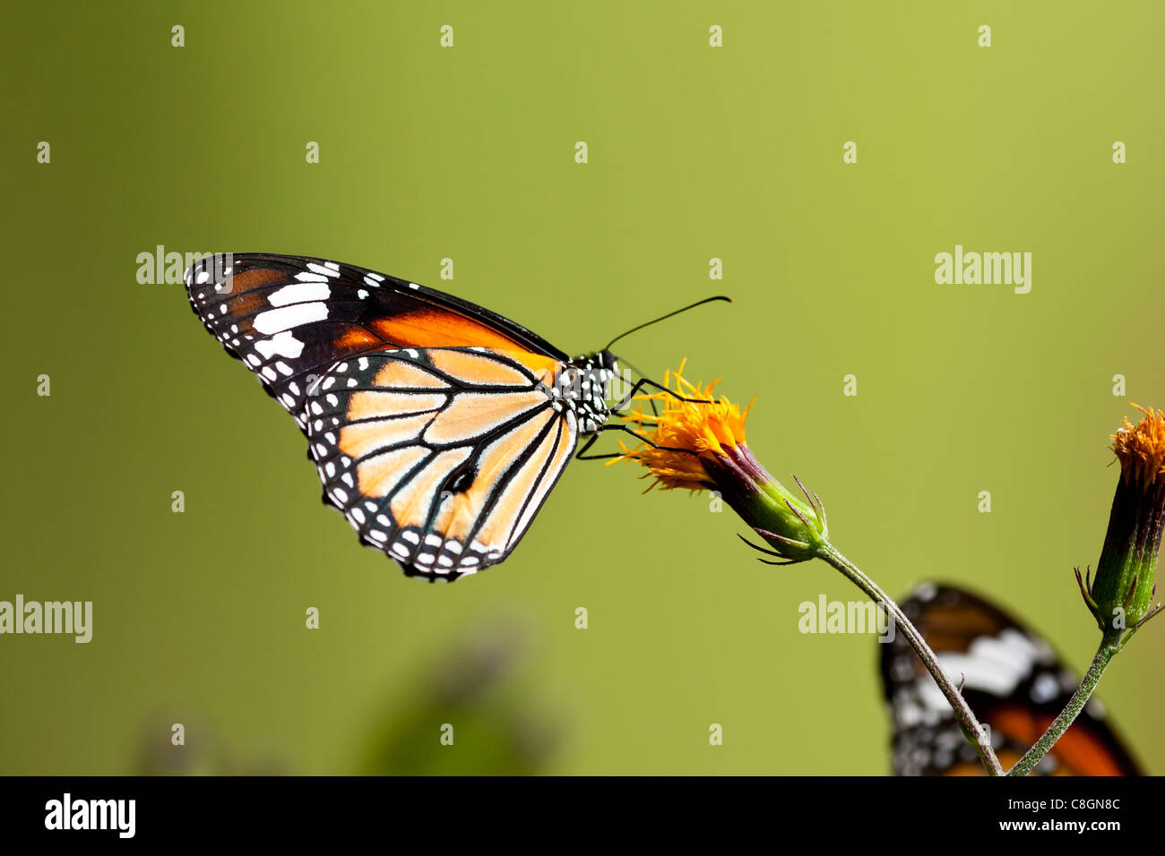 Butterfly on yellow flower over green background Stock Photo