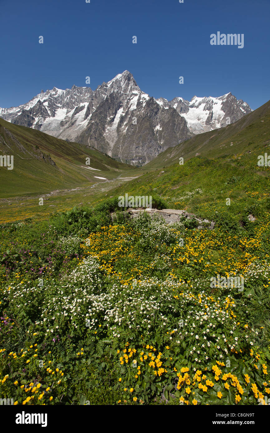 Le Saxe-Rifugio Bertone-Lavachey Trek: Wildflowers with Mont Blanc Chain Stock Photo