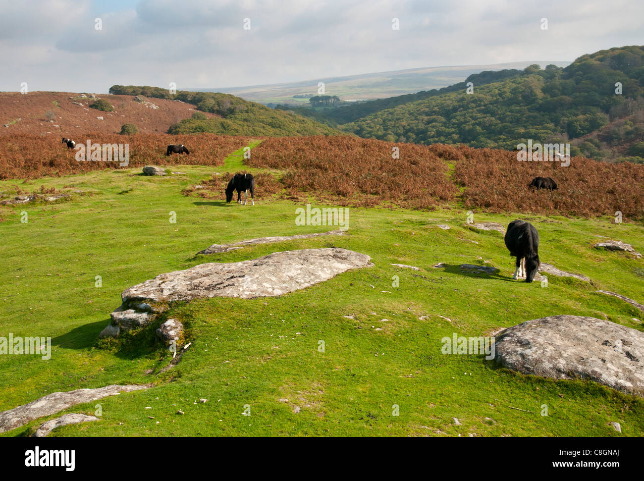 Ponies grazing at Dewerstone, Dartmoor, Devon UK Stock Photo