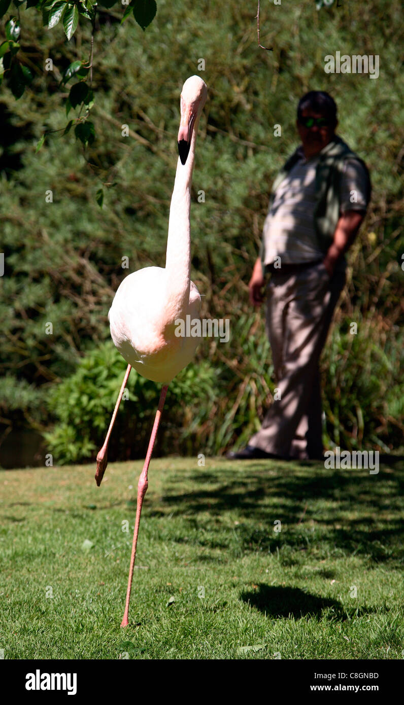 flamingo and man Stock Photo - Alamy