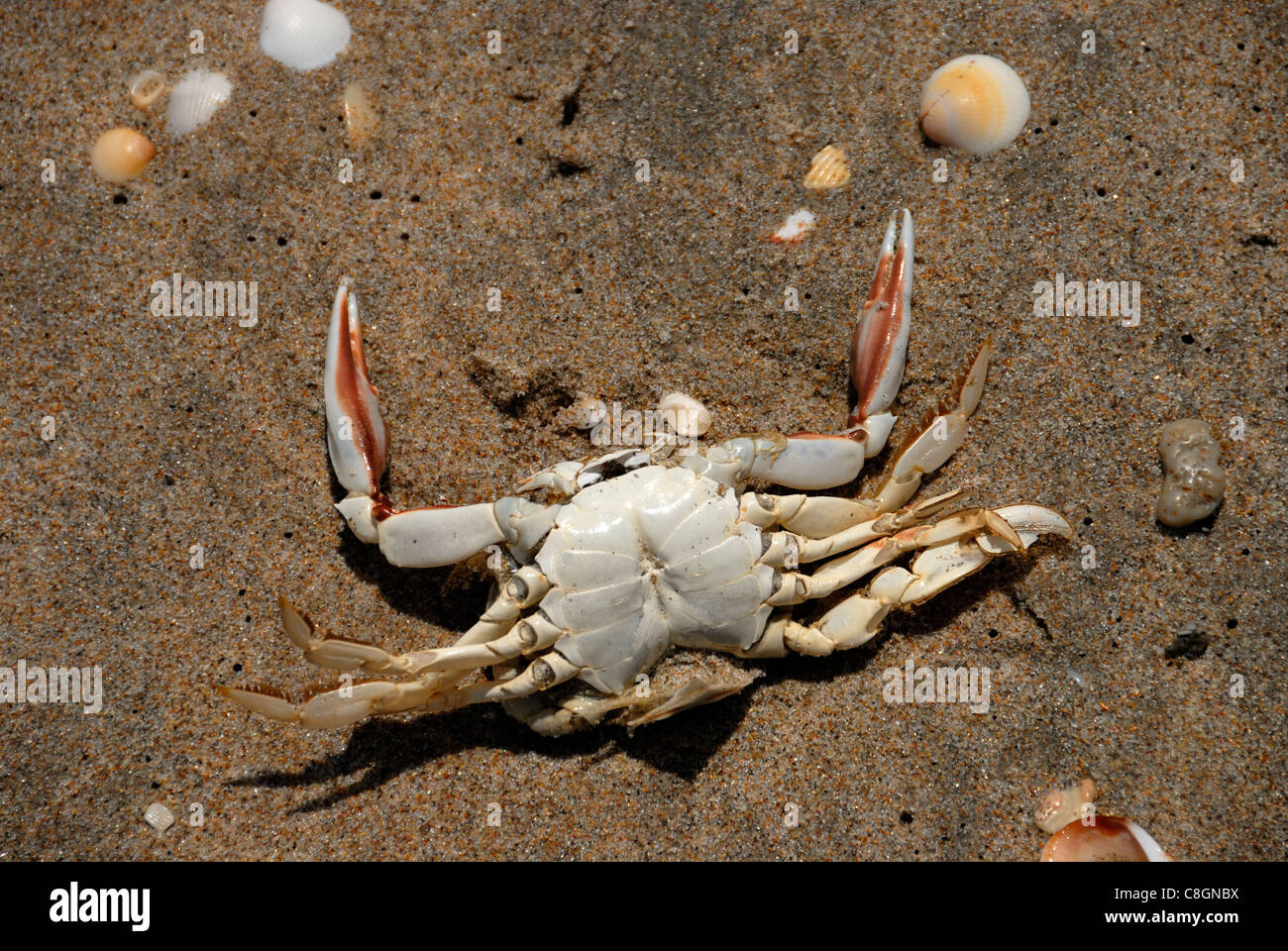 crab washed up on the beach, Florida, USA Stock Photo