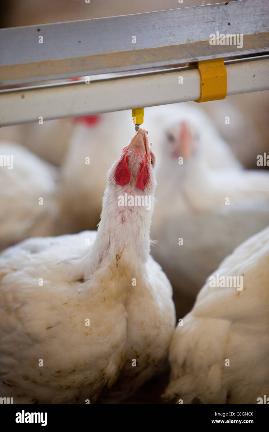 Chickens drinking in barn on Freedom Food certified chicken farm. Somerset. United Kingdom. Stock Photo