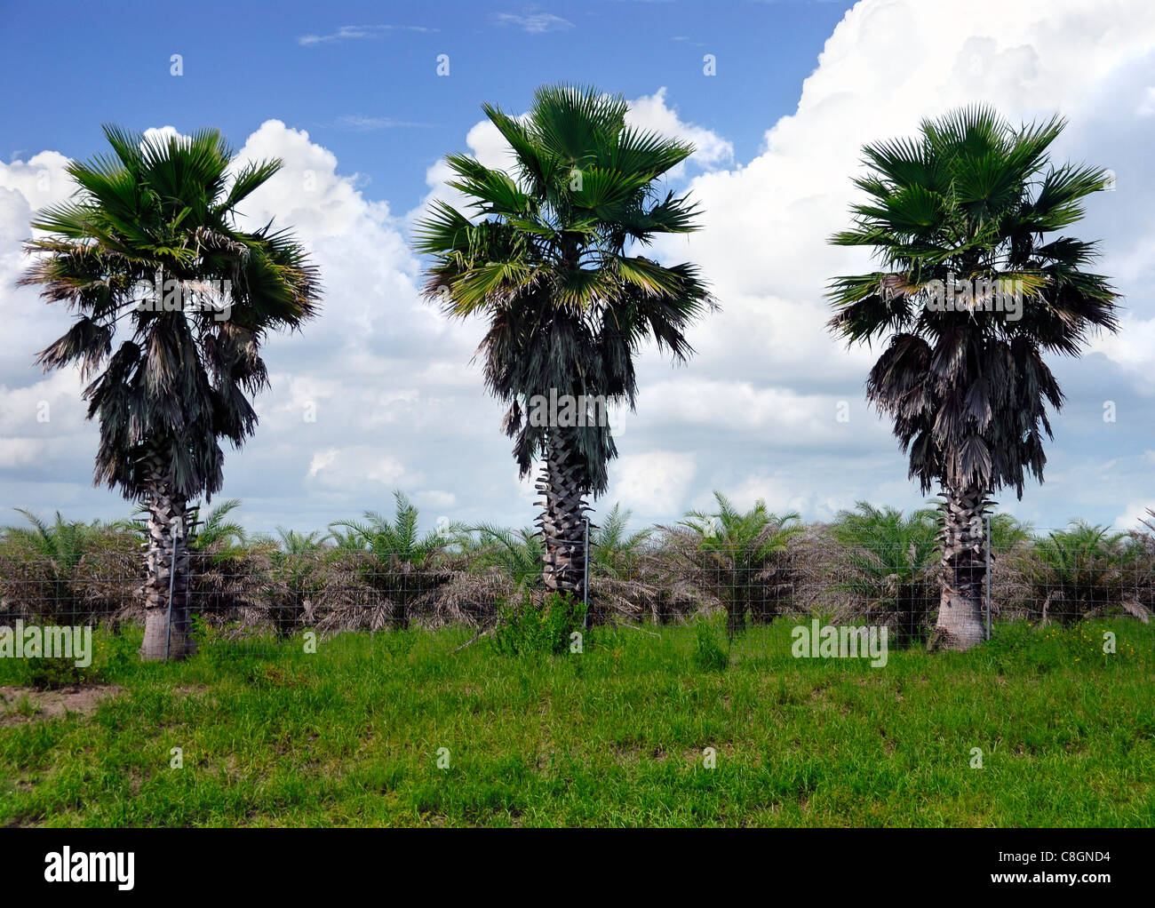 Palm trees, Florida, USA Stock Photo Alamy