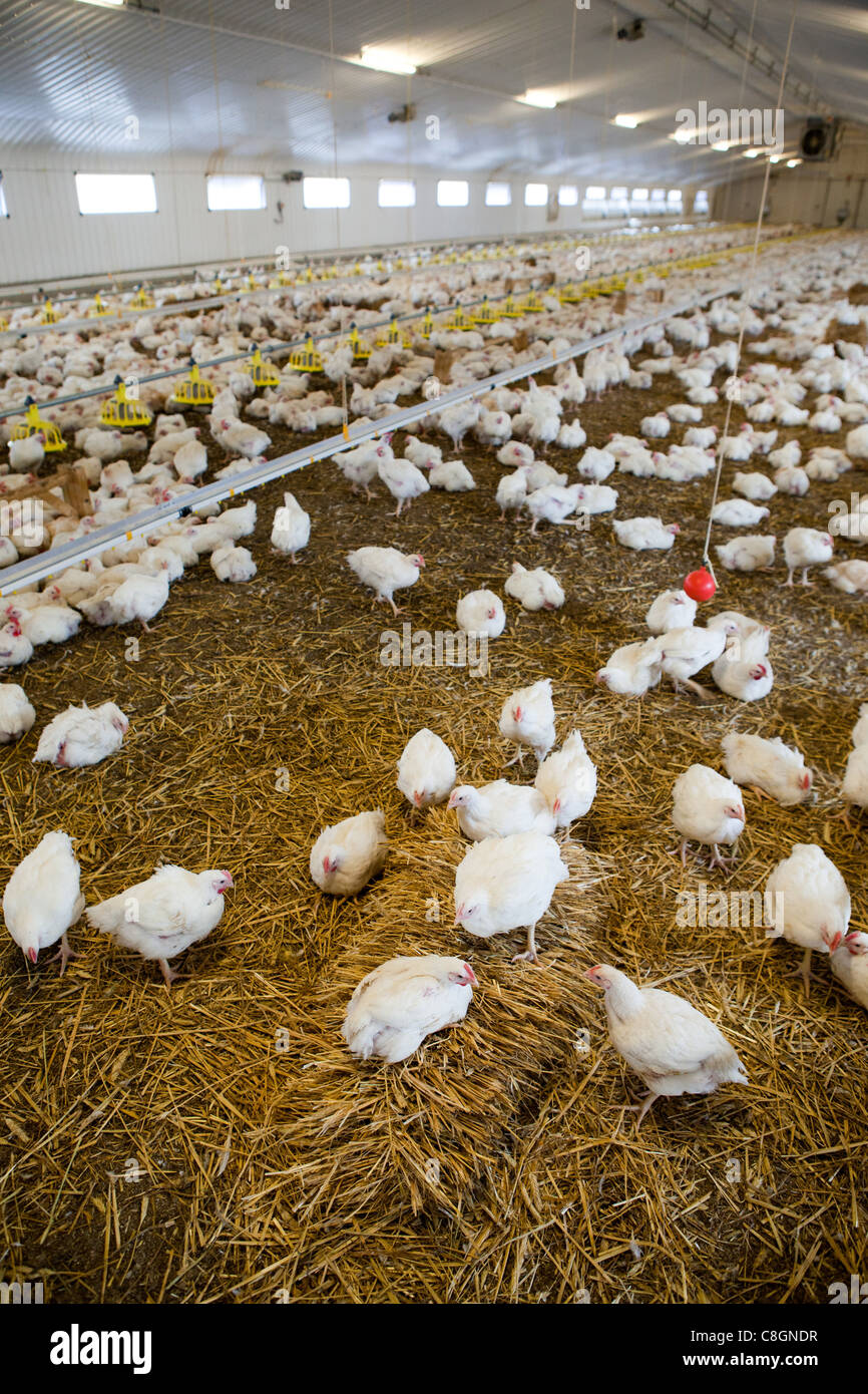 Chickens on straw bedding in barn on a Freedom Food certified chicken