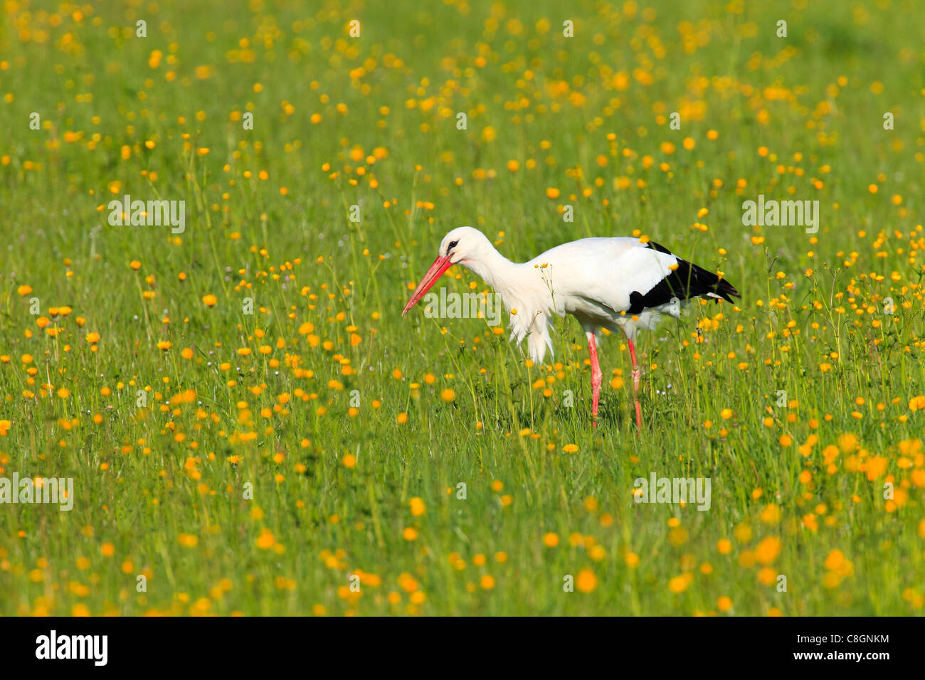 1, flower, flowers, meadow, flower, splendour, Ciconia ciconia, spring, food, food search, nature, uplands, Oetwil am See, Switz Stock Photo