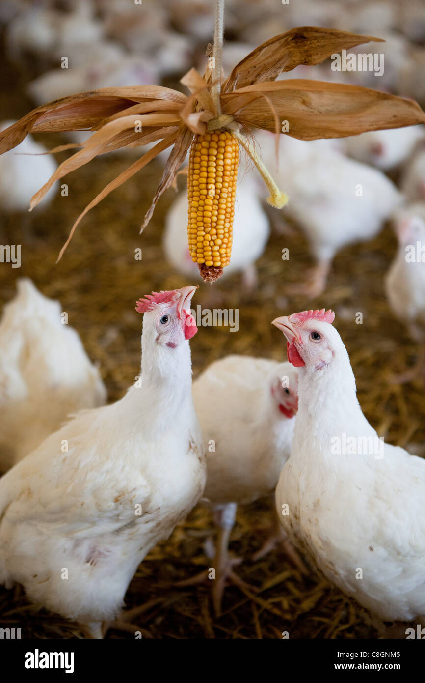 Chicken interacting with sweet corn in a barn on a Freedom Food certified chicken farm. Somerset. United Kingdom. Stock Photo