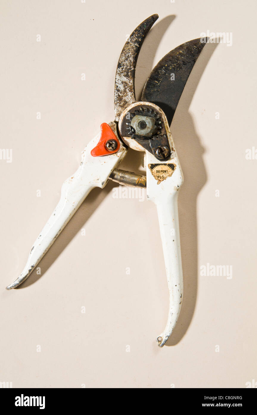 Old white handled Secateurs Stock Photo