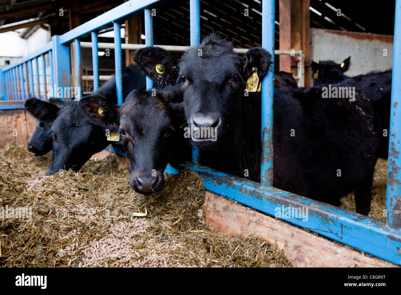 Young veal calves feeding on a Freedom Food acredited farm. Dorset