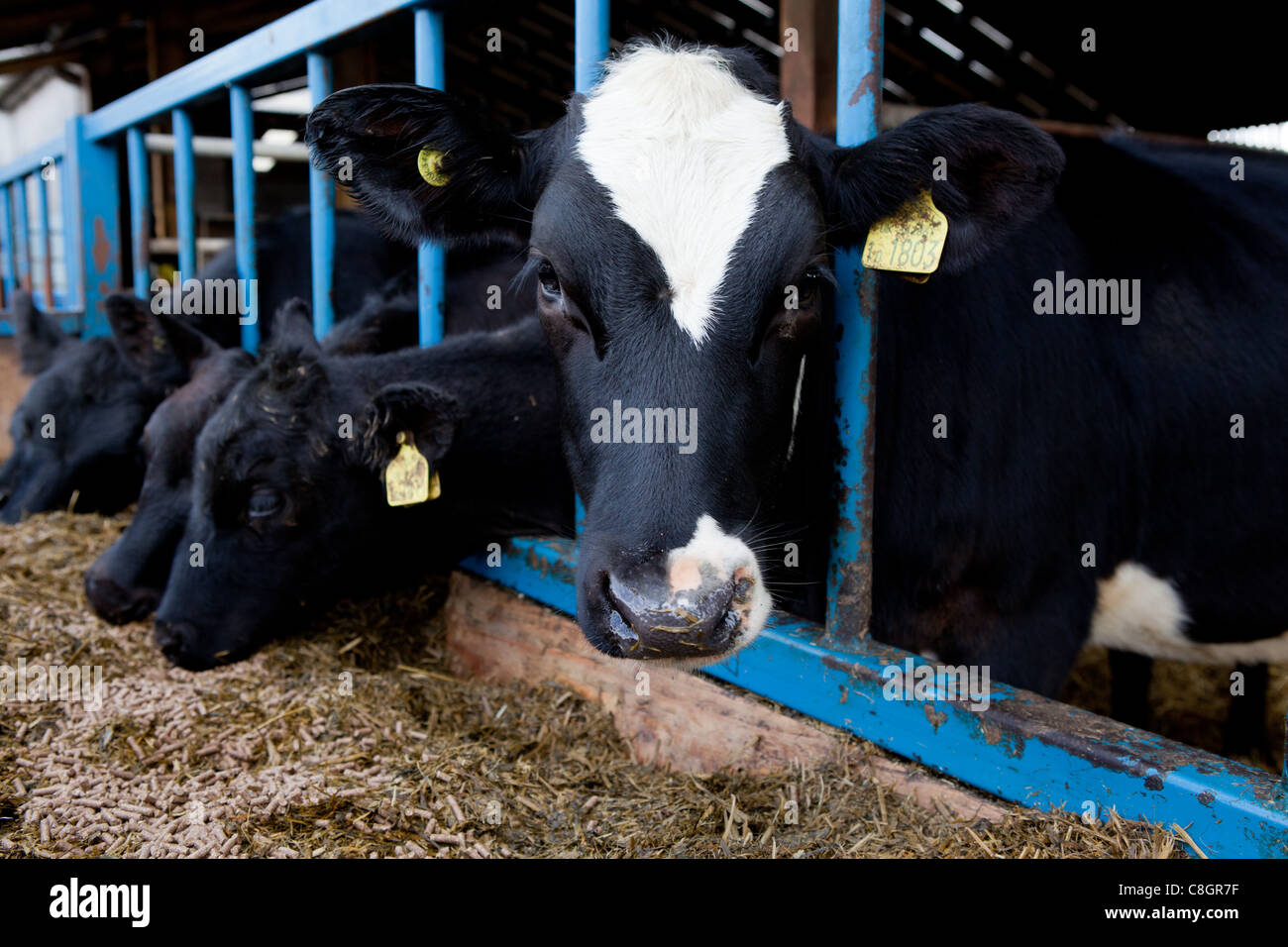 Young veal calves feeding on a Freedom Food acredited farm. Dorset
