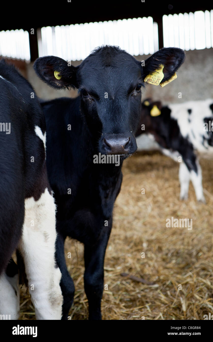 Meat farming uk hires stock photography and images Alamy