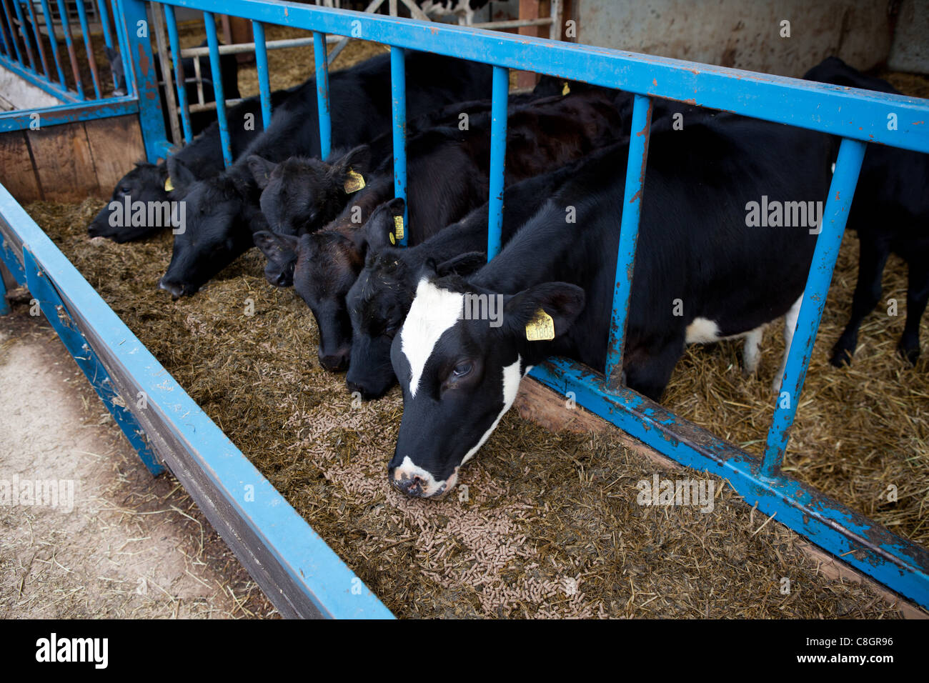 Veal Calves High Resolution Stock Photography and Images Alamy