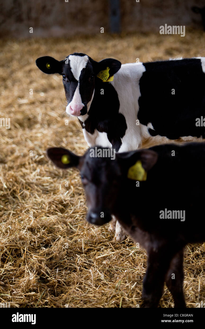 Young veal calves feeding on a Freedom Food acredited farm. Dorset