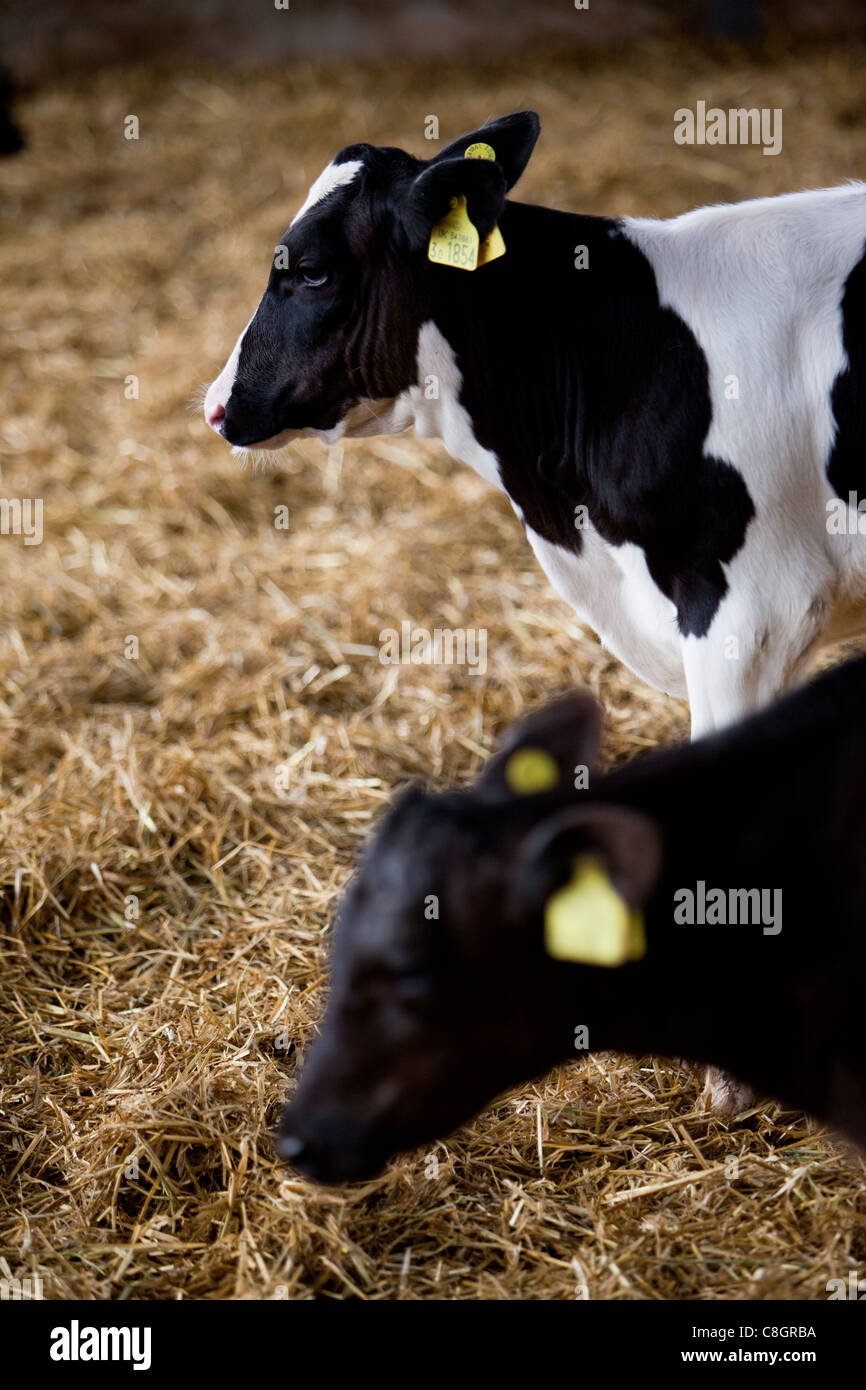 Young veal calves feeding on a Freedom Food acredited farm. Dorset