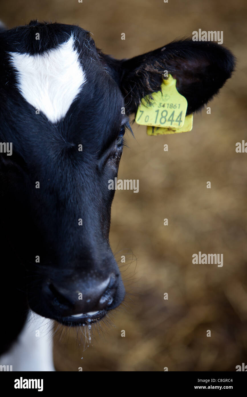 Young veal calves feeding on a Freedom Food acredited farm. Dorset