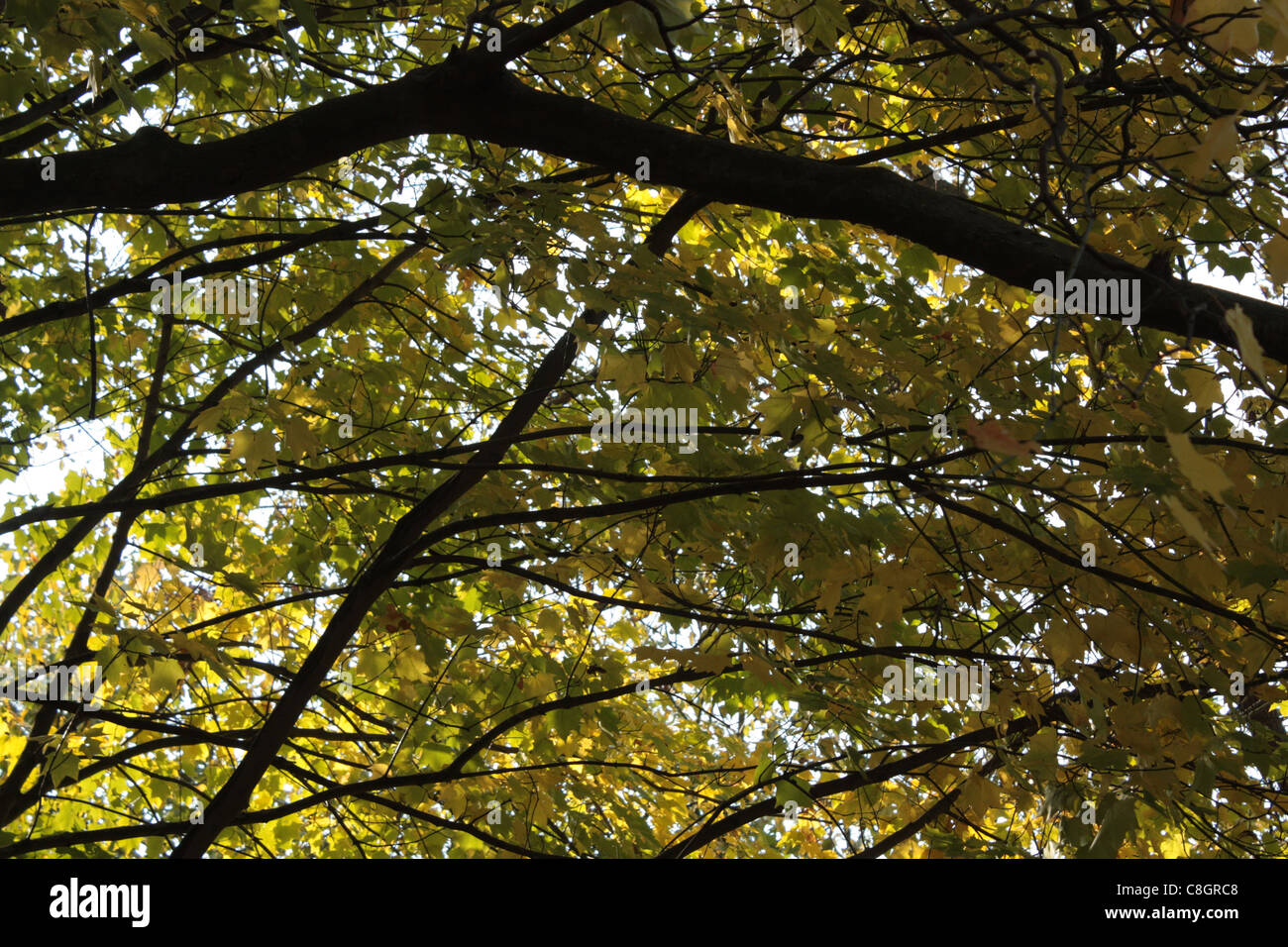 foliage Stock Photo