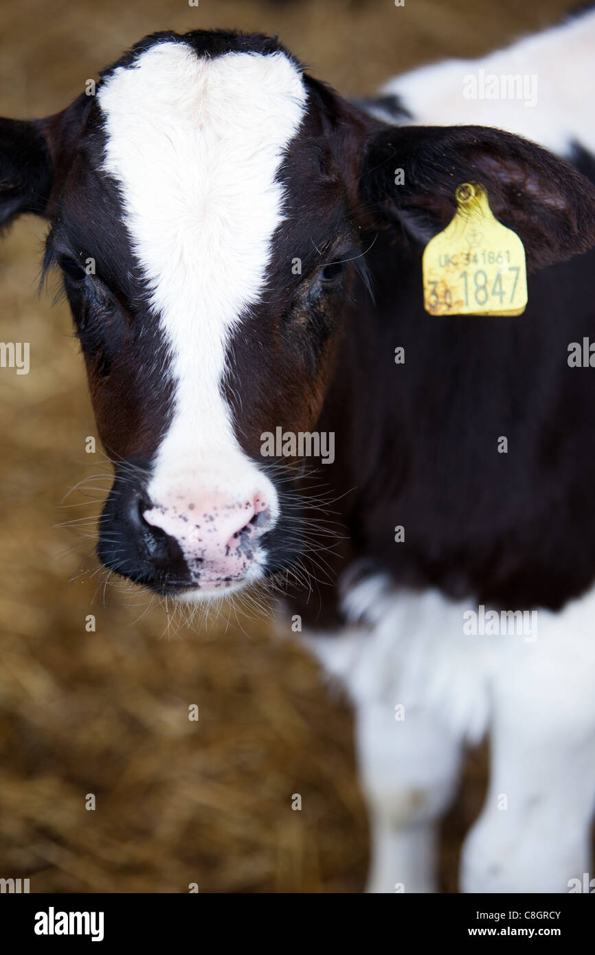 Young veal calves feeding on a Freedom Food acredited farm. Dorset