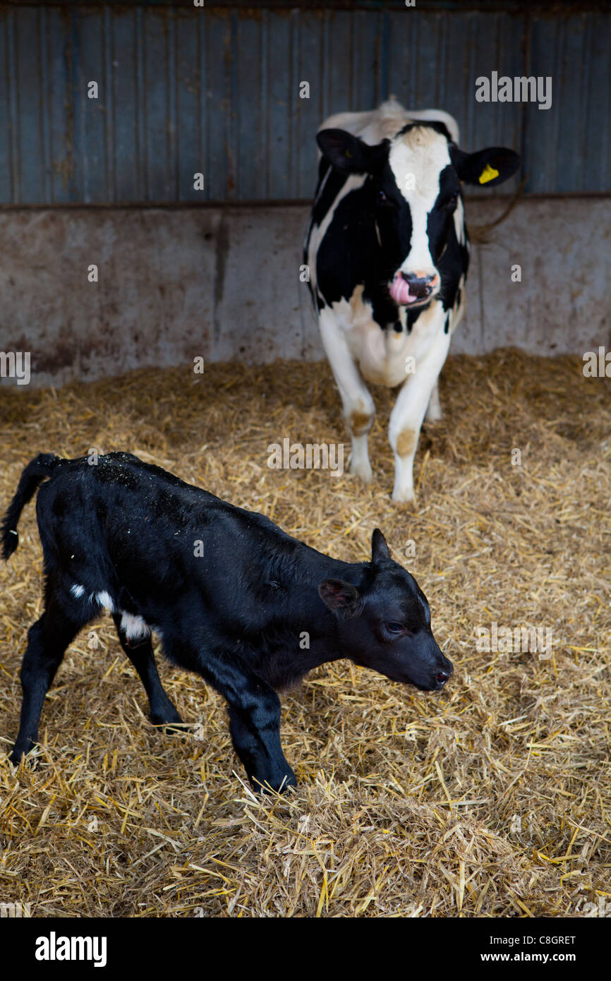 Friesan cow with young calf. Freedom Food acredited veal and dairy farm. Dorset. United Kingdom