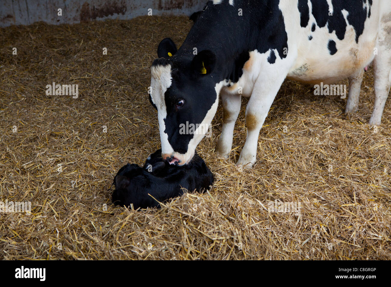 Friesan cow with young calf. Freedom Food acredited veal and dairy farm. Dorset. United Kingdom