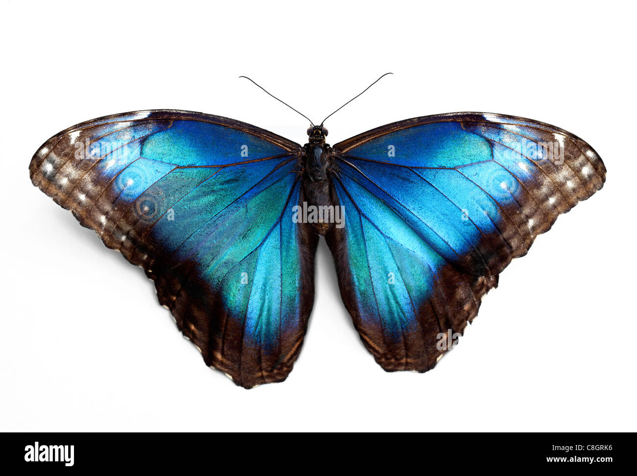 Butterfly morpho Rhetenor cacica isolated over white background Stock Photo