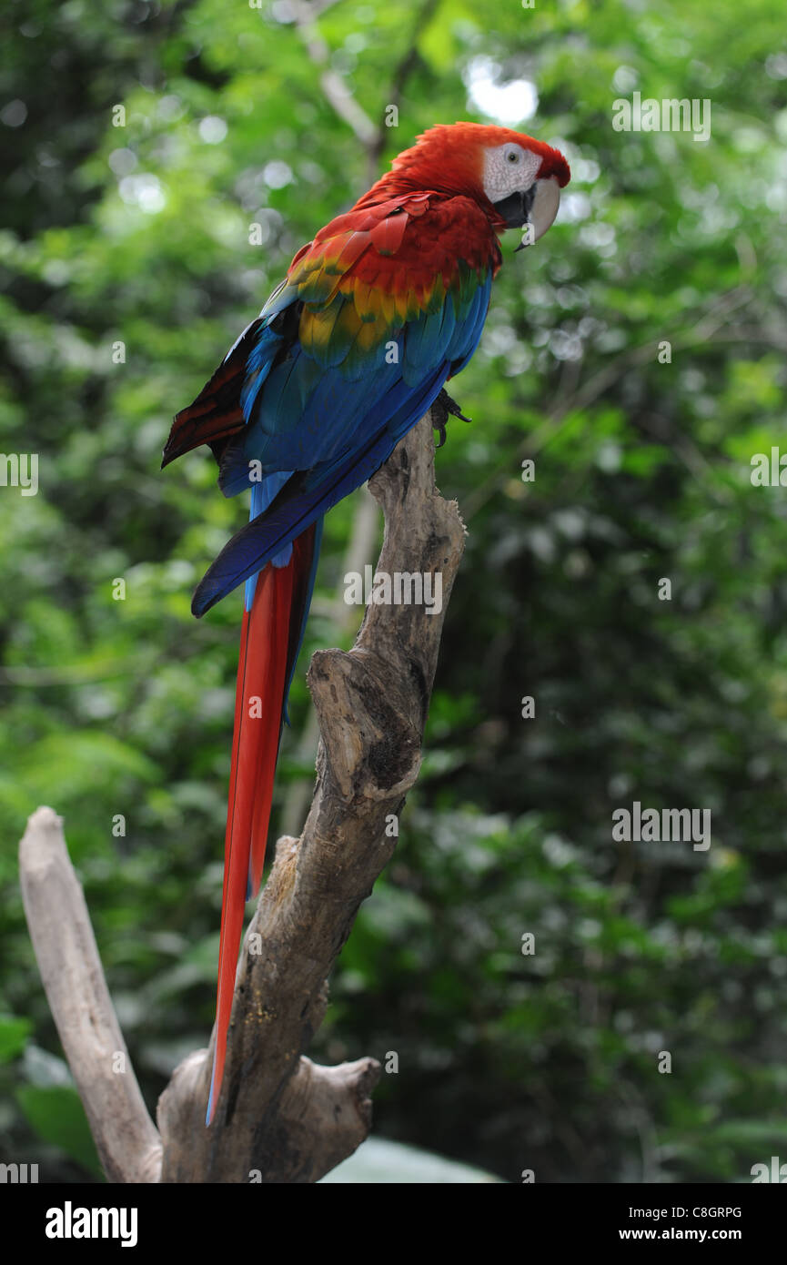 Brazil, Arara macao, Ara, parrot, bright, colours Stock Photo