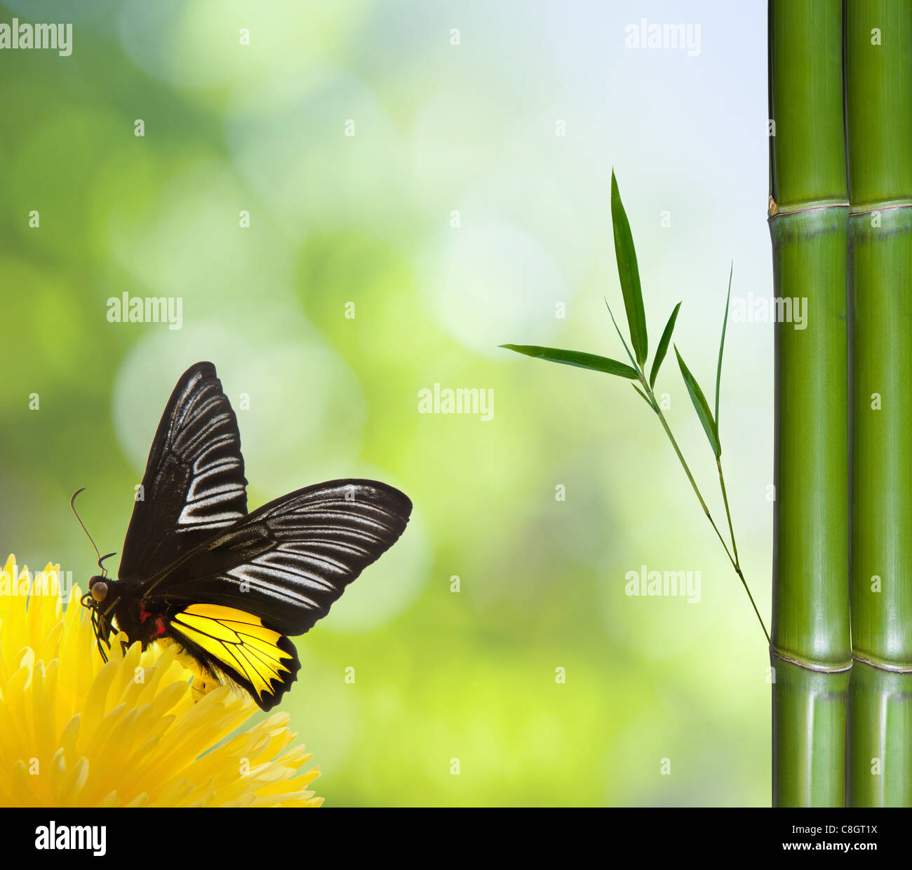 natural green background with selective focus Stock Photo