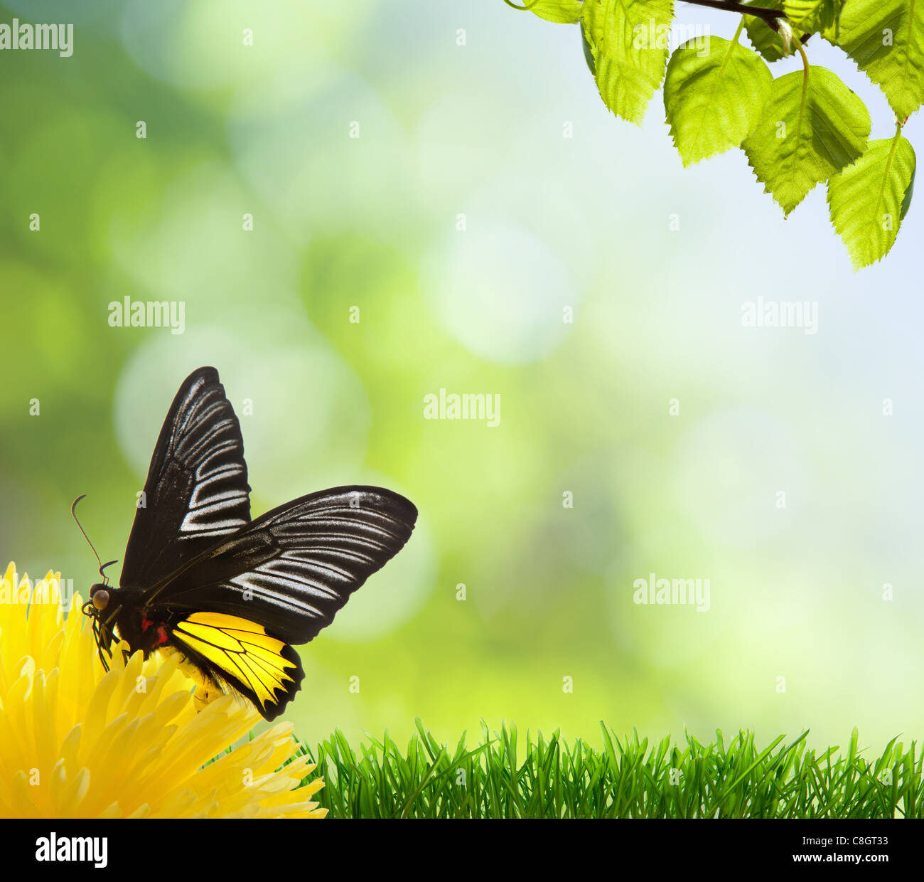 natural green background with selective focus Stock Photo