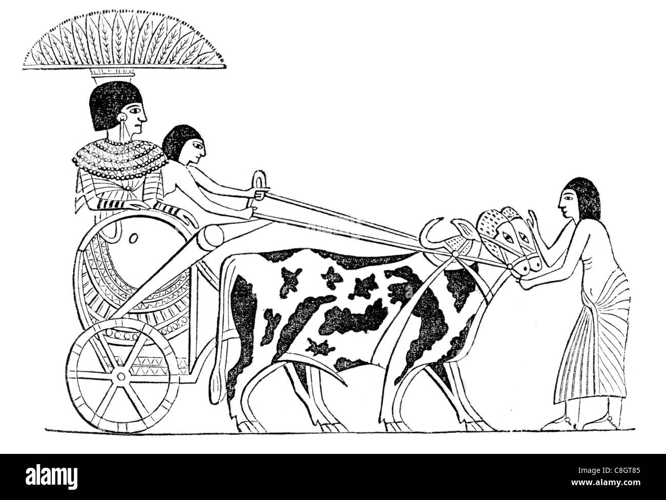 Car Chariots chariot ancient Egyptian society chariotry King’s military force weapon Egypt Hyksos Oxen cow cattle horned Stock Photo
