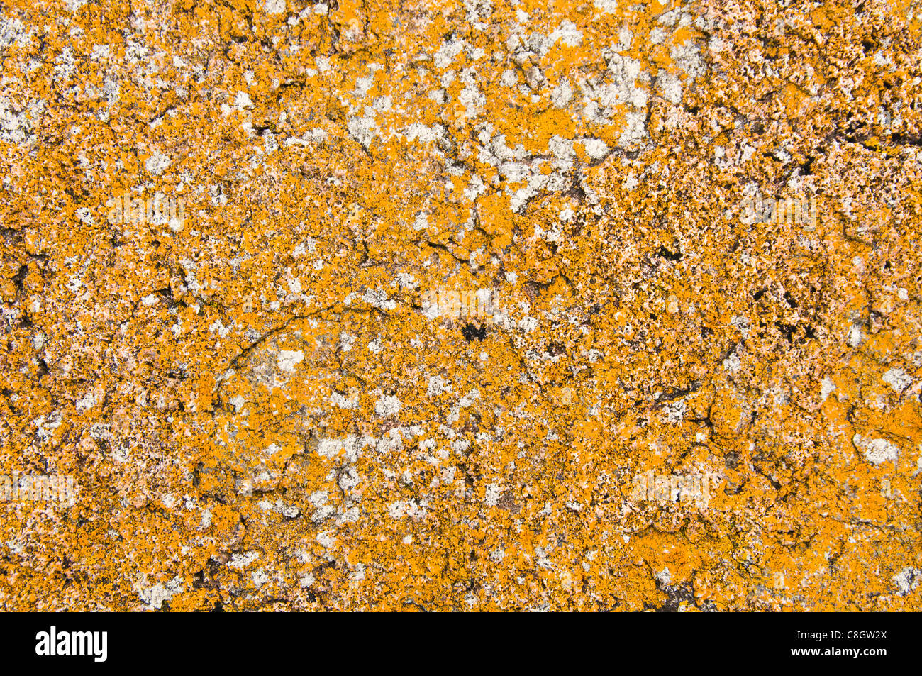 Rock with Lichen Stock Photo