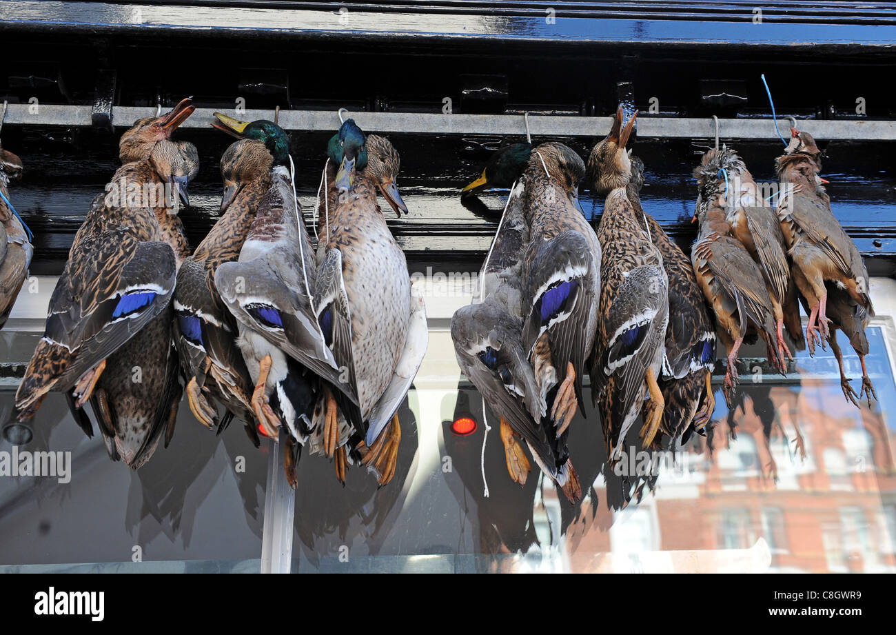Game birds and wild ducks hanging outside butchers shop in Ludlow England Uk Stock Photo