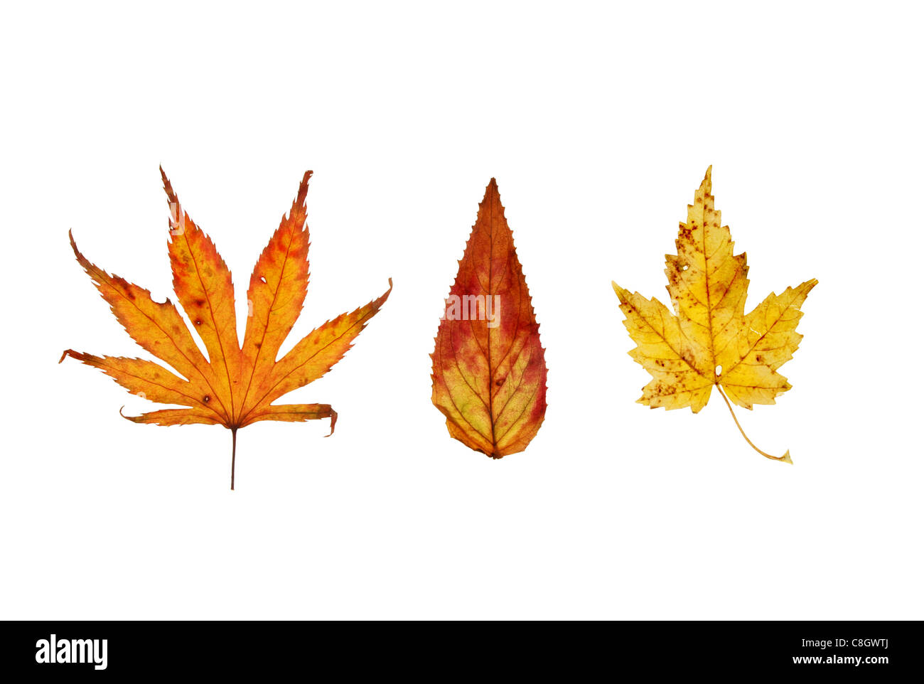 Three Autumn leaves isolated against white Stock Photo