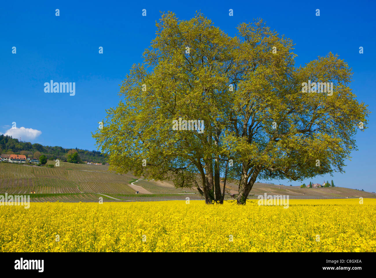 Rapre Tree Rolle, Switzerland, Europe, canton, Vaud, field, rape field, rape ...