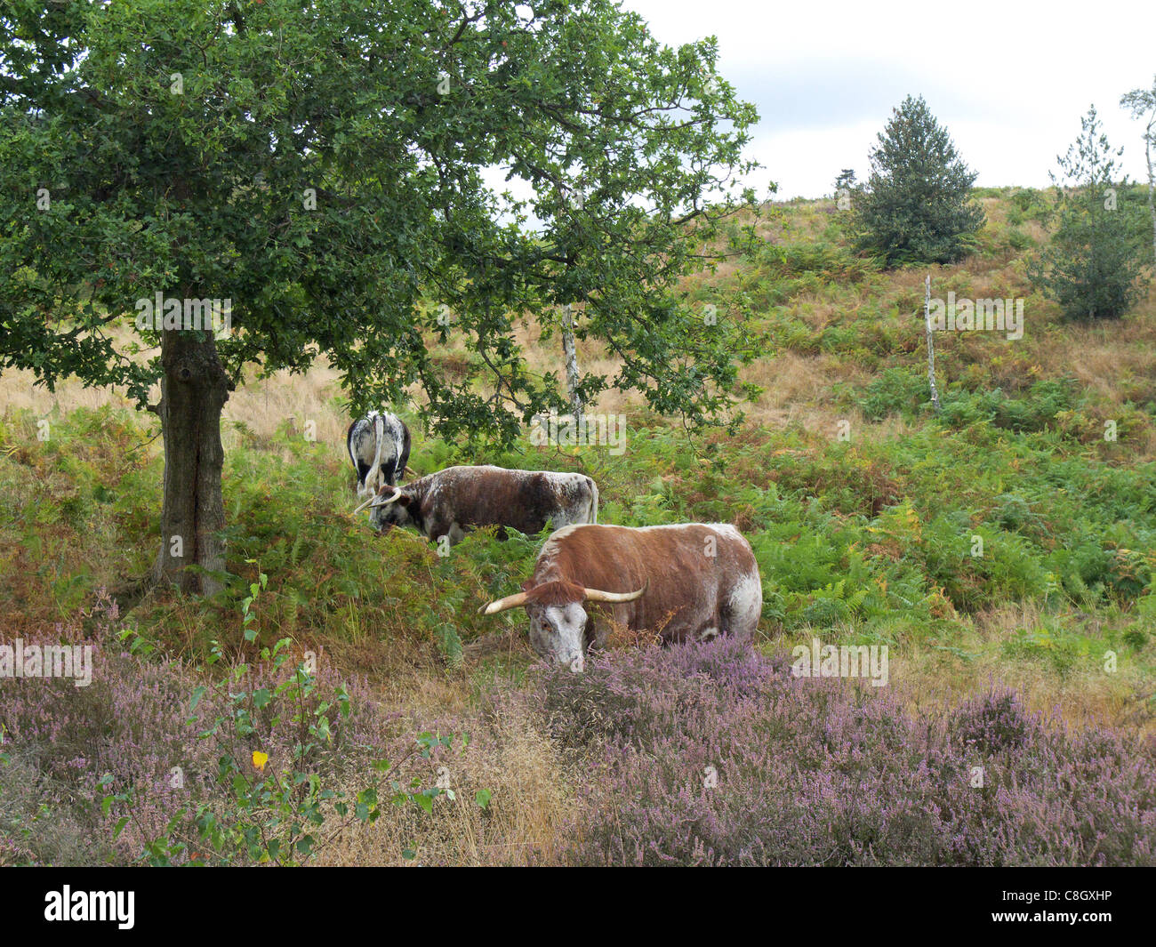 English Longhorn Cattle grazing Lowland Heath at Kingsford Forest Park