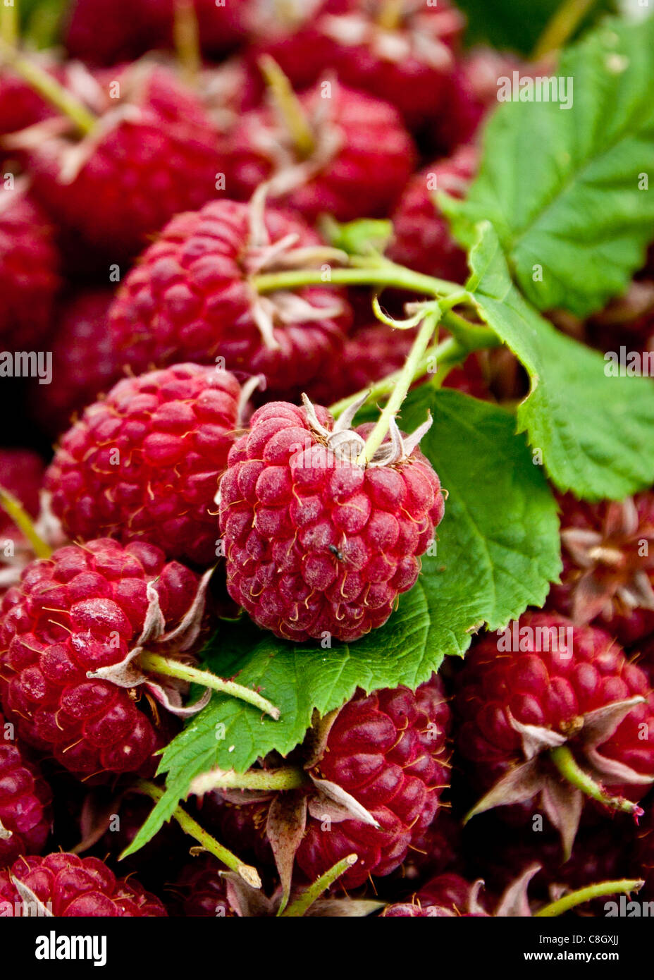 home grown English raspberry Stock Photo - Alamy