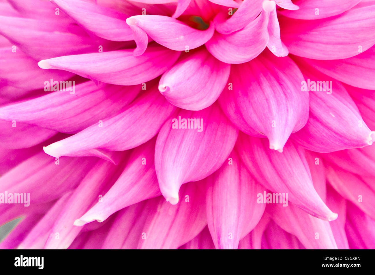 Pink nature pattern hi-res stock photography and images - Alamy