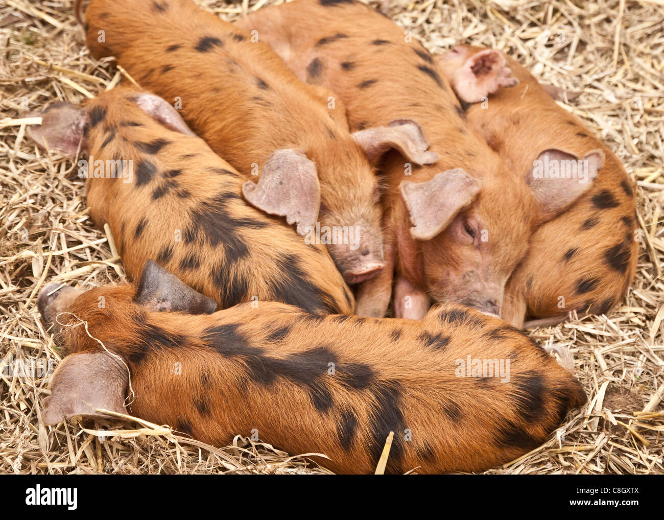 sleeping piglets Stock Photo