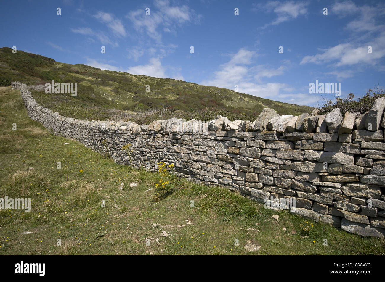 Dry stone wall on the Isle of Purbeck Coastal path, Dorset, England, UK Stock Photo