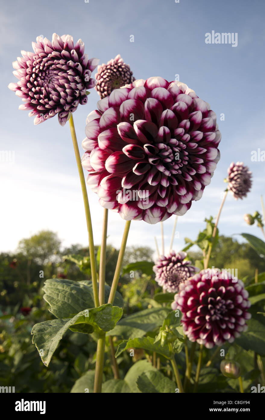 Dahlias flowers growing on allotment in the UK Stock Photo Alamy