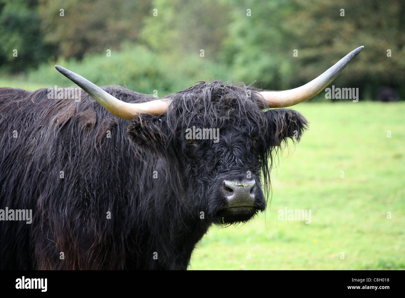 Scotland, Europe, Great Britain, UK, autumn, nature, landscape, highland cattle, domestic animals, pets, animals, mammals, cows, Stock Photo