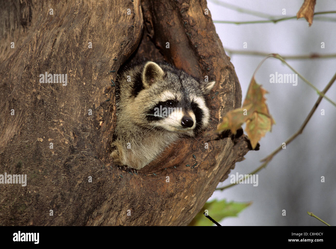Raccoon, Procyon lotor, Procyonidae, in burrow, animal, captive