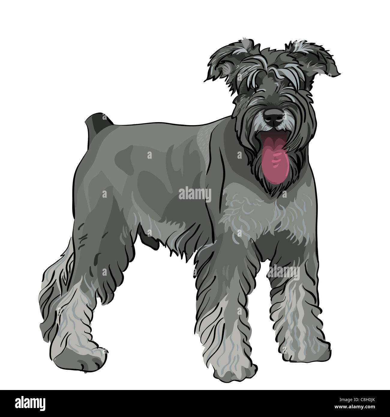 dog breed Miniature Schnauzer color pepper and salt Stock Photo Alamy