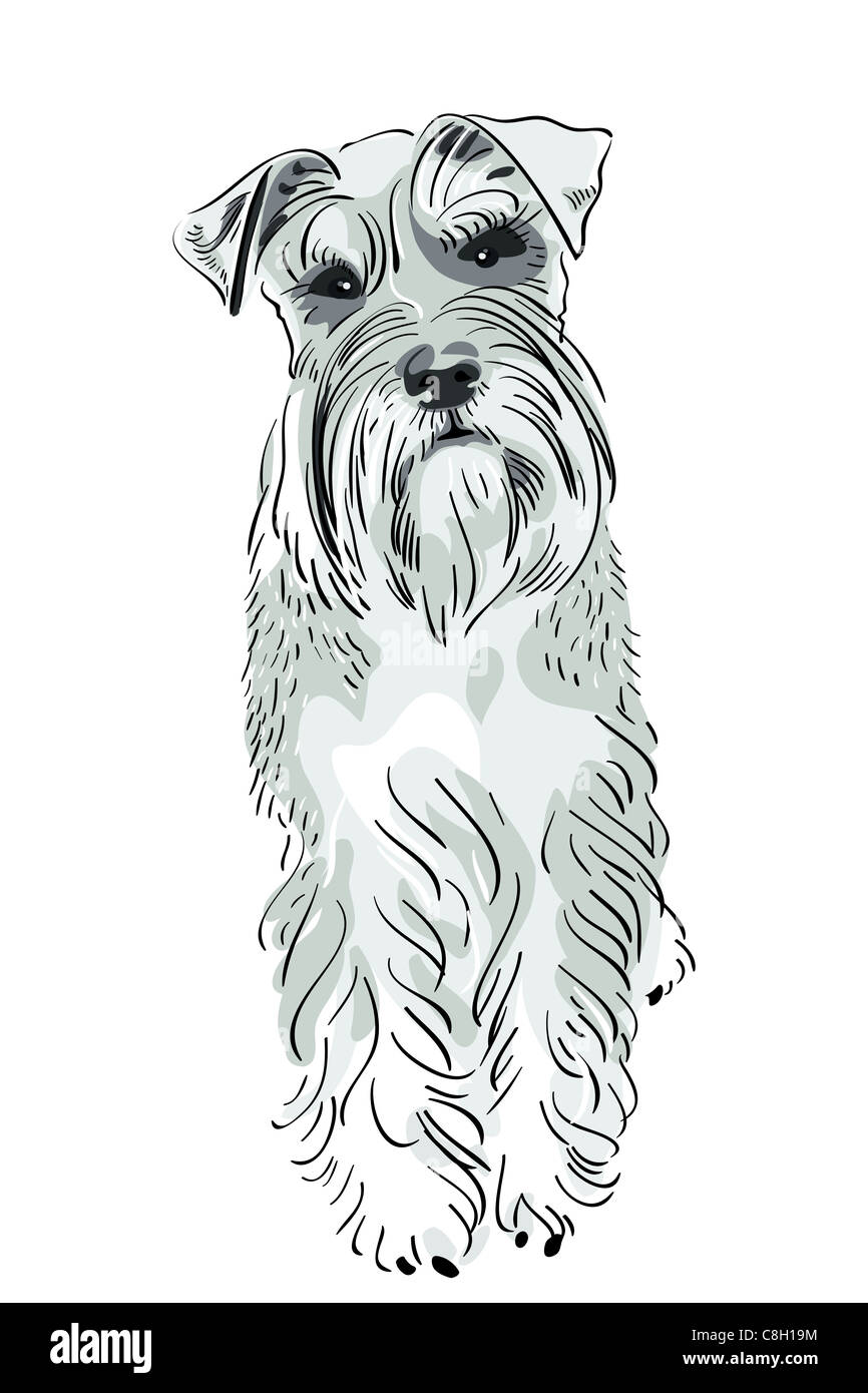 dog breed Miniature Schnauzer salt-and-pepper color seriously looking