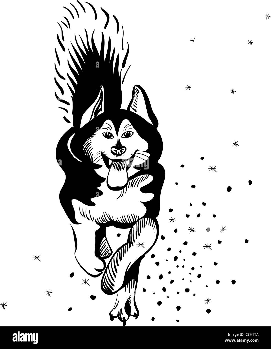 black and white sketch of a sled dog Alaskan malamute running in the snow tongue hanging out Stock Photo
