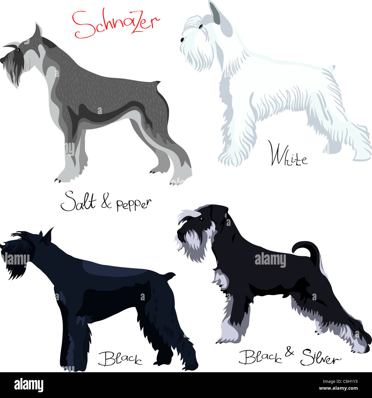 schnauzer colors white, black, salt and pepper, black silver, isolated