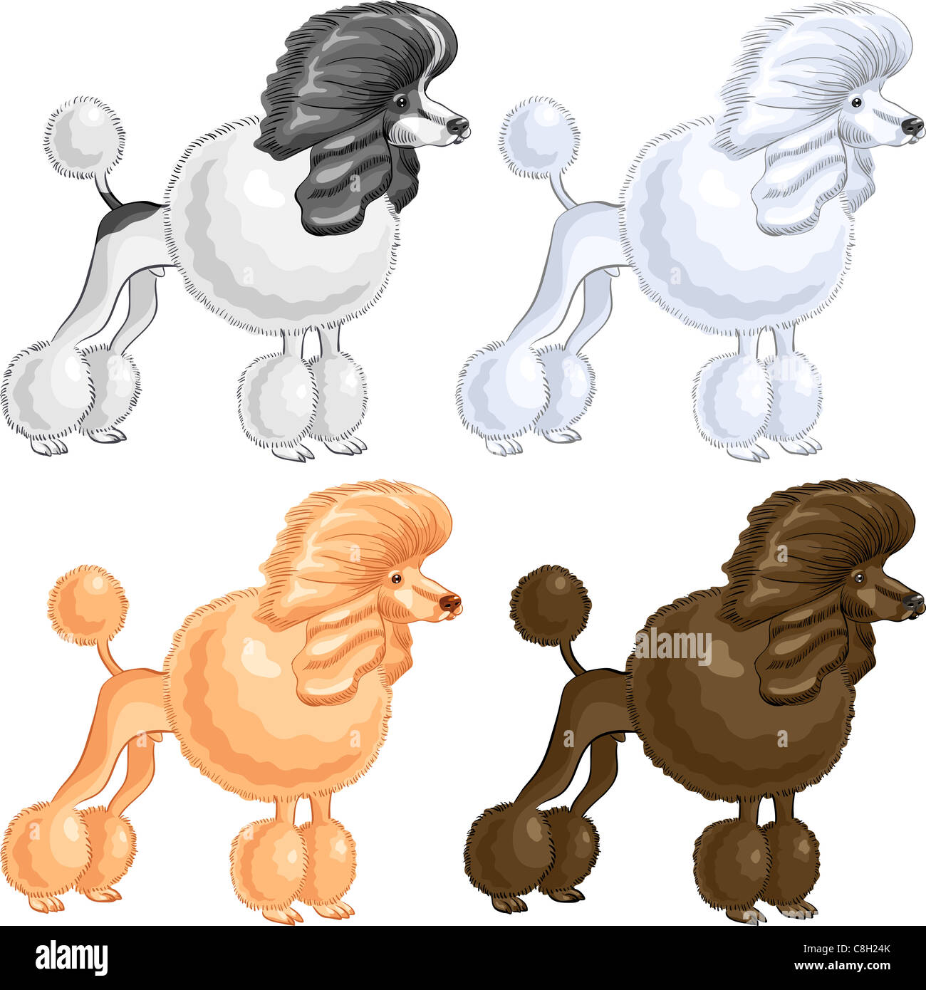 vector color sketch of the dog Poodle breed of white, red; brown color ...